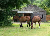 Laddy et Jim, chevaux à la retraite dans le pré par l'atelier d'Helen Colletta. Saule des Wakelins, Suffolk