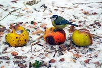 Turdus pilaris - Fieldfare - se nourrissant de pommes à cuire tombées en hiver rigoureux.