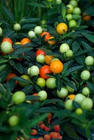 Solanum capsicastrum - fausse cerise de Jérusalem