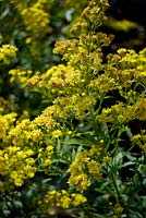 x Solidaster luteus 'Lemore' - verge d'or