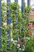 Pergola contemporaine grise avec Trachelospermum jasminoides - The Bruntwood Garden, RHS Tatton Park Flower Show 2018