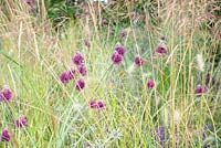 Allium avec Pennisetum vilosum - Matière à réflexion, RHS Tatton Park Flower Show 2018
