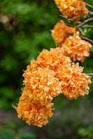 Rhododendron 'Truffes Orange'