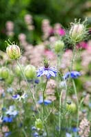 Graines de nigelle 'Miss Jekyll' se développant sur les plantes après la floraison