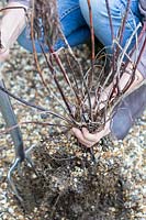 Enlever les Euphorbia martinnii morts