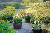 Des pots de tulipes colorées se mêlent aux euphorbes dans le jardin de la cour.