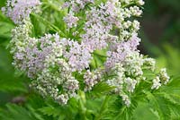 Chaerophyllum hirsutum 'Roseum'