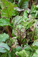 Tache de feuille de Cercospora sur bette à carde dans un jardin potager - Août - Oxfordshire