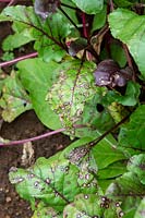 Tache de feuille de Cercospora sur bette à carde dans un jardin potager