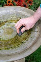 Nettoyage des algues d'un bain d'oiseaux impur avec un gommage