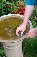 Nettoyage des algues d'un bain d'oiseaux impur avec un gommage - Août - Oxfordshire