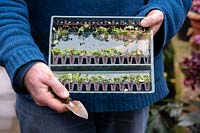 Impatiens walleriana - Jardinier tenant des plantes à bouchons Lizzie occupés dans leur emballage en plastique de protection livré par la poste