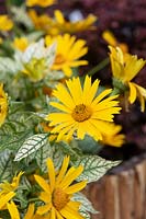 Heliopsis helianthoides 'Loraine sunshine' - bœuf nord-américain 'Loraine Sunshine'