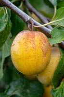 Prunus domestica 'Warwickshire Drooper' - prunes suspendues à l'arbre