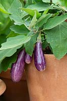 Solanum melongena 'Fairy Tale' - aubergine ou aubergine - fruits se formant sur une plante cultivée en pot d'argile