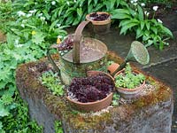 Sempervivum - Joubarbes - plantées en pot et arrosoir ancien puis coulé dans une auge d'hypertufa