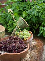 Sempervivum - Joubarbes - plantées dans des pots cassés coulés dans un creux d'hypertufa