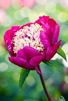 Paeonia lactiflora 'Sword Dance'