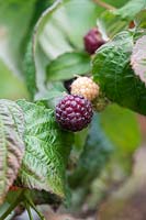 Rubis Idaeus 'Malling Passion ' Raspberry Primeberry