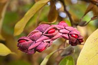 Magnolia kobus montrant une tête de semence ou une graine commençant à se diviser pour montrer les graines