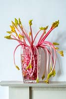 Tiges forcées de Rheum rhabarbarum - rhubarbe - dans un vase sur le manteau