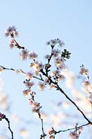 Prunus x subhirtella 'Autumnalis Rosea' - Cherr fleur d'hiver
