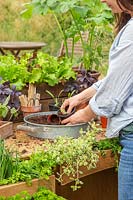 Planter des herbes dans des tiroirs de vieux bureau en bois