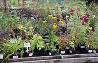 Plantes en vente à Bluebell Cottage Gardens Nursery, Cheshire, Royaume-Uni