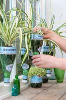 Femme arrimage Chlorophytum - plantules de plantes araignées dans une bouteille en plastique