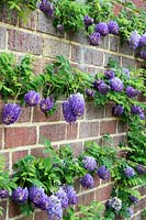 Wisteria frutescens 'Longwood Purple' - Glycine d'Amérique formée sur un mur de briques