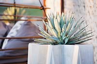 Agave en pot géométrique - Un problème très moderne, Designer Pollyanna Wilkinson, RHS Hampton Court Palace Flower Show 2018