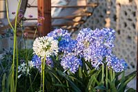 Agapanthe 'Getty White' et Verbena bonariensis avec agapanthe bleu en plastique - Un problème très moderne, RHS Hampton Court Palace Flower Show 2018