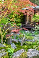 Acer palmatum dans le jardin d'exposition oriental. O-mo-te-na-shi no NIWA - The Hospitality Garden, sponsor: G-Lion, RHS Chelsea Flower Show, 2018.