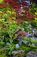 O-mo-te-na-shi no NIWA - The Hospitality Garden, érables japonais - Acer palmatum vars. entouré de rochers et de mousse avec du pin bonsaï, une cascade et une piscine en arrière-plan - Sponsor: G-Lion