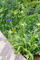 Chemin bordé d'Asplenium, de Camassia et d'Iris - RHS Feel Good Garden - Construit par Rosebank Landscaping - Sponsor: le RHS - RHS Chelsea Flower Show 2018