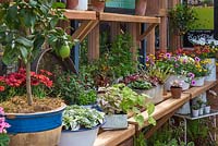 Un banc de serre coloré avec des pots d'annuelles tendres et un citronnier - RHS Chelsea Flower Show 2018