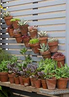 Petits pots de plantes succulentes sur clôture, jardinage vertical - RHS Chelsea Flower Show 2018