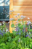 Le jardin Morgan Stanley pour le NSPCC - Plantation mixte avec Camassia et Valeriana pyrenaica - Sponsor: Morgan Stanley - RHS Chelsea Flower Show 2018