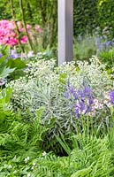 Le jardin Morgan Stanley pour le NSPCC - Plantation mixte comprenant Euphorbia 'Silver Swan', Camassia et Ferns - Sponsor: Morgan Stanley - RHS Chelsea Flower Show 2018