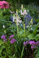 Le jardin Morgan Stanley pour le NSPCC - Camassia leichtlinii 'Pale Pink' avec Rodgersia henrici - Sponsor: Morgan Stanley - RHS Chelsea Flower Show 2018
