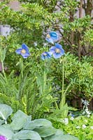 Le jardin Morgan Stanley pour le NSPCC - Meconopsis, Hosta et Ferns - Sponsor: Morgan Stanley - RHS Chelsea Flower Show 2018