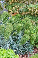 Le jardin Morgan Stanley pour le NSPCC - Enkianthus campanulatus et Euphorbia characias 'Black Pearl' - Sponsor: Morgan Stanley - RHS Chelsea Flower Show 2018