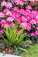 Le jardin Morgan Stanley pour le NSPCC - Rhododendron et fougères - Sponsor: Morgan Stanley - RHS Chelsea Flower Show 2018