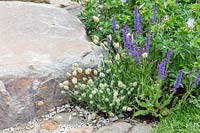 GAP - Le jardin Wedgwood, chemin de pierre informel avec plantation mixte, y compris Lagurus avatus et Salvia
