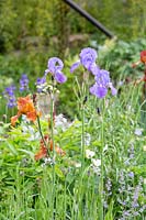 Iris en fleurs dans le jardin de Wedgwood, commanditaire: Wedgwood, RHS Chelsea Flower Show, 2018.