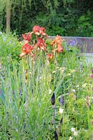 Iris et menthe des chats, The Wedgwood Garden, RHS Chelsea Flower Show, 2018. Parrain: Wedgwood