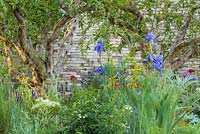Asphodeline lutea, Papaver et Iris espèces sous les grenadiers - The Lemon Tree Trust Garden - RHS Chelsea Flower Show 2018