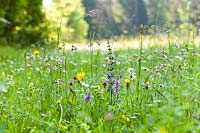Prairie de fleurs sauvages de Salvia pratensis - Clary Meadow, Tragopogon pratensis - Barbe de chèvre, Silene vulgaris - Campion de la vessie et une orchidée
