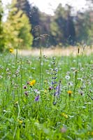 Prairie de fleurs sauvages de Salvia pratensis - Clary Meadow, Tragopogon pratensis - Barbe de chèvre, Silene vulgaris - Campion de la vessie et une orchidée
