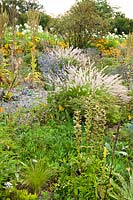 La plantation mixte comprend Verbascum olympicum, Eryngium planum 'Blaukappe', Seseli elatum subsp. osseum - Weihenstephan Trial Garden, Allemagne